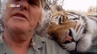    / Tiger Man of Africa (2011) HDTV 1080i ( 1,  3  3)