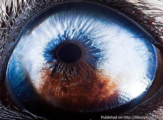 Сурен Манвелян: глаза животных и рыб