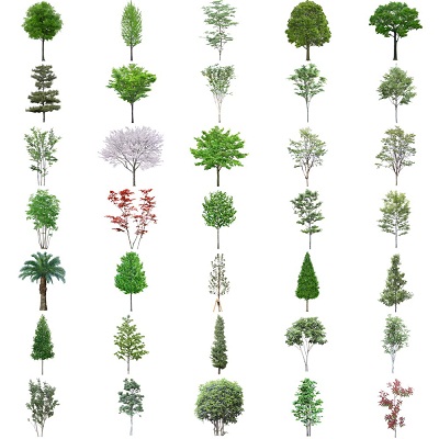 3D model Tree collection