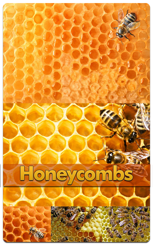 Honeycombs - Stock Photo