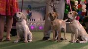    2 (  :  ) / Marley & Me: The Puppy Years (2011) BDRip 1080p