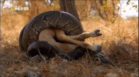      / World's deadliest snakes (2011) HD 1080i