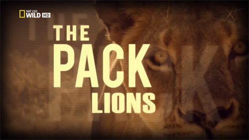 :  / The Pack: Lions (Leslie Schwerin) [2010 ., , HDTVRip 720p]