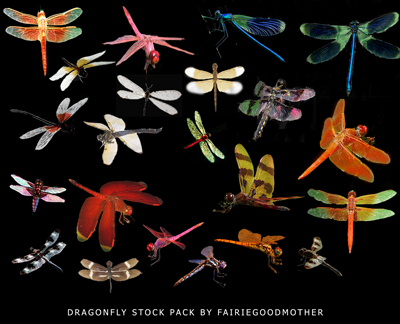 Dragonfly Stock