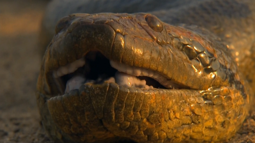 .   / Anaconda. Queen of the serpents (Wilda A. Rokos) [2010 ., , , HDTV 1080i]