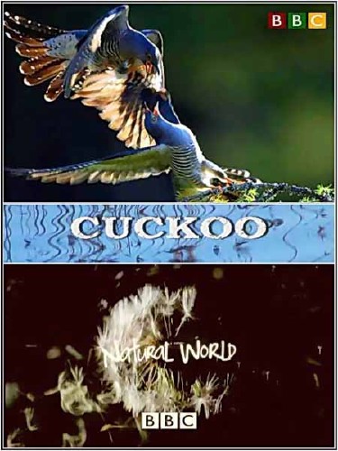 BBC:  .  / : The Natural World. Cuckoo (2009) DVB