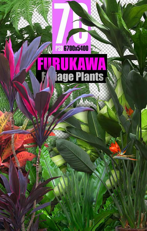 Furukawa Foliage Plants
