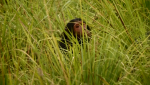 Bbc: Шимпанзе - Есть Ли Выход? / Bbc: Chimps Of The Lost Gorge (2011) HDTVrip 720p