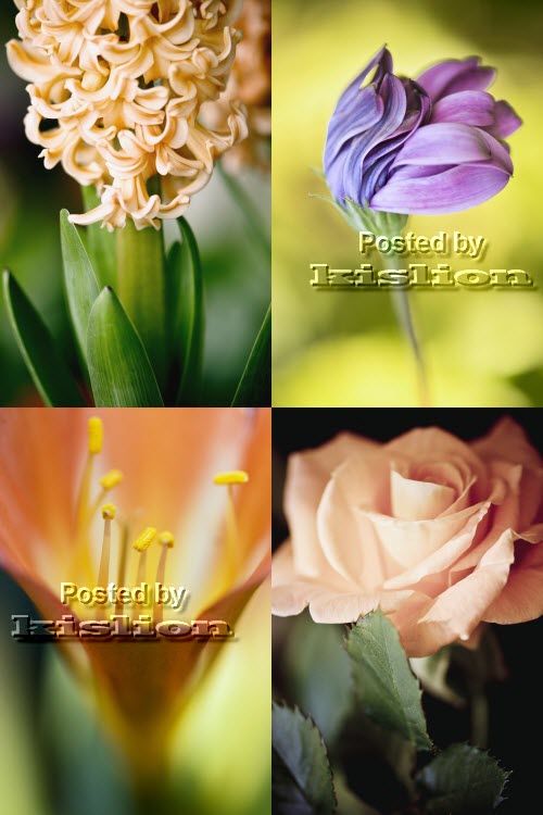 Fotostok Flowerses