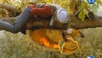     / Honey Hunters of Nepal (2003) SATRip