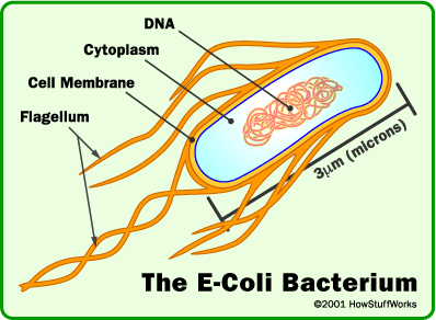 size of e coli bacteria