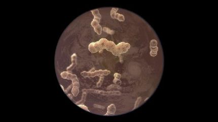 3 different shapes of bacteria