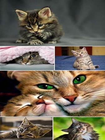 Best Cats Wallpapers
