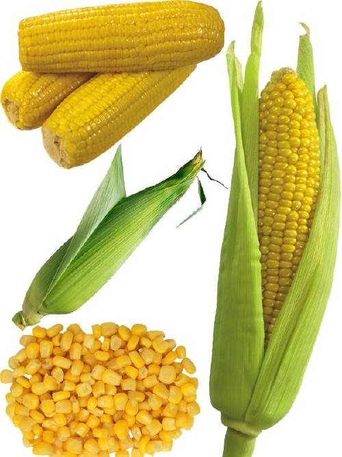 Фотосток Растровый клипарт - кукуруза
