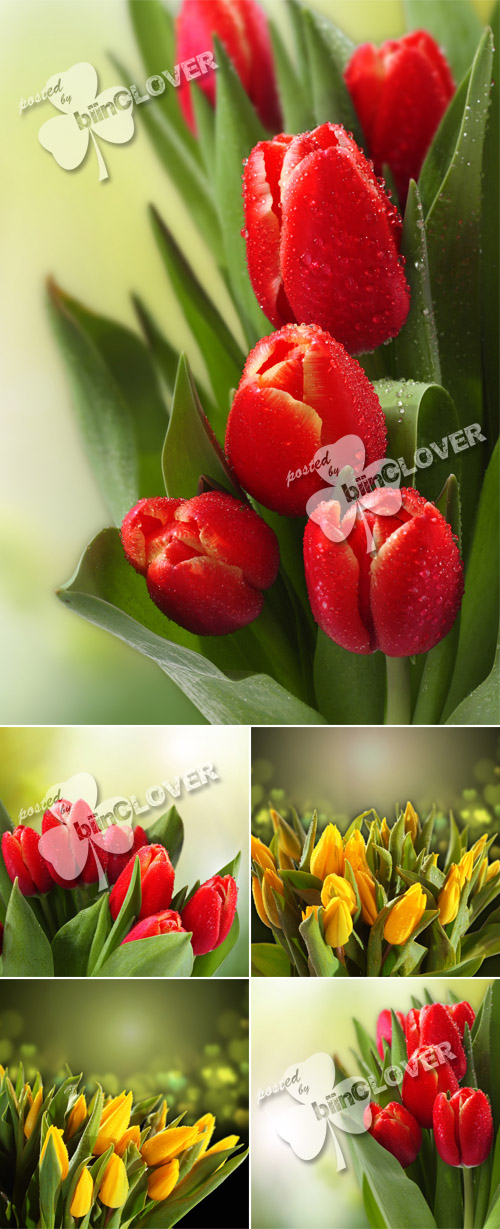 Beautiful tulips bouquet 0118