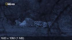 Ночные охотники.Леопарды / Night Stalkers.Leopards (2011) HDTV 1080i