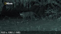 Ночные охотники.Леопарды / Night Stalkers.Leopards (2011) HDTV 1080i